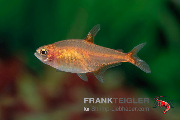 Funkensalmler - Hyphessobrycon amandae