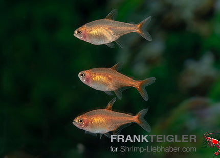 Funkensalmler - Hyphessobrycon amandae