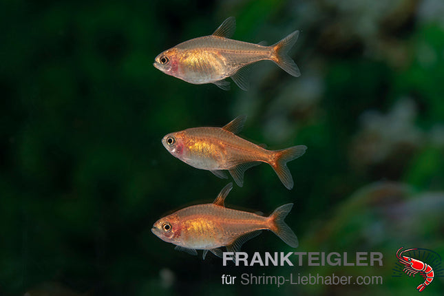 Funkensalmler - Hyphessobrycon amandae