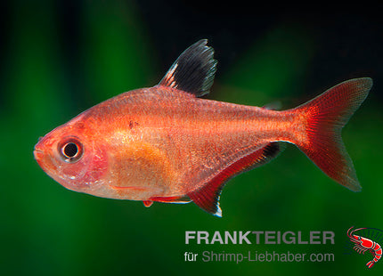 Blutsalmler – Hyphessobrycon callistus