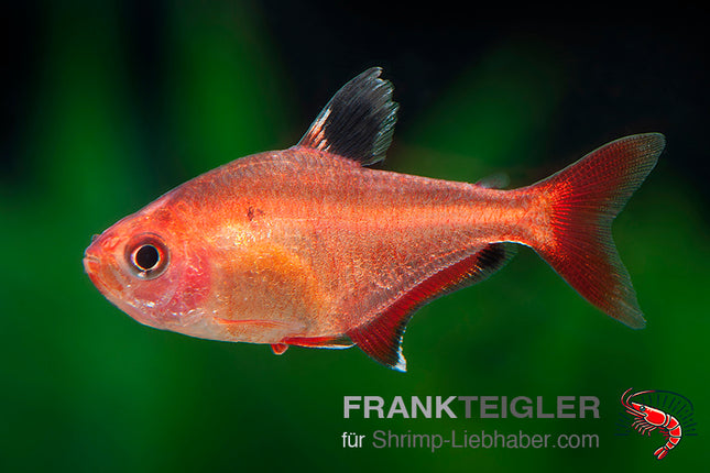 Blutsalmler – Hyphessobrycon callistus