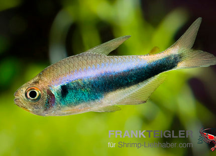 Hyphessobrycon margitae ''Blau-Roter Peru Salmler''