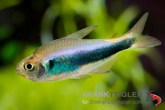 Hyphessobrycon margitae - ''Blau-Roter Peru Salmler''