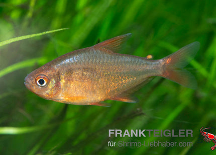 Red-Cherry-Salmler – Hyphessobrycon spec. MZUEL, RED CHERRY