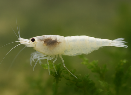 Snowstorm Zwerggarnele - DNZ