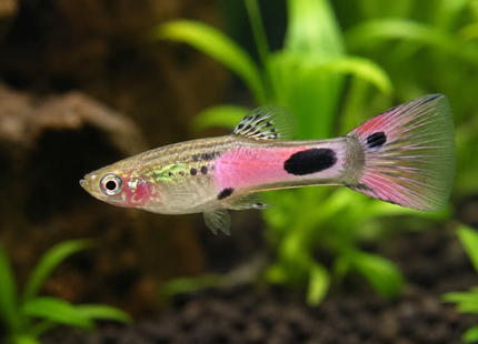 Poecilia wingei - Endler Guppy pink Panther