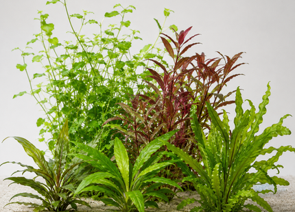 Rote Aquarienpflanzen Farbakzent-Set - 6 Töpfe