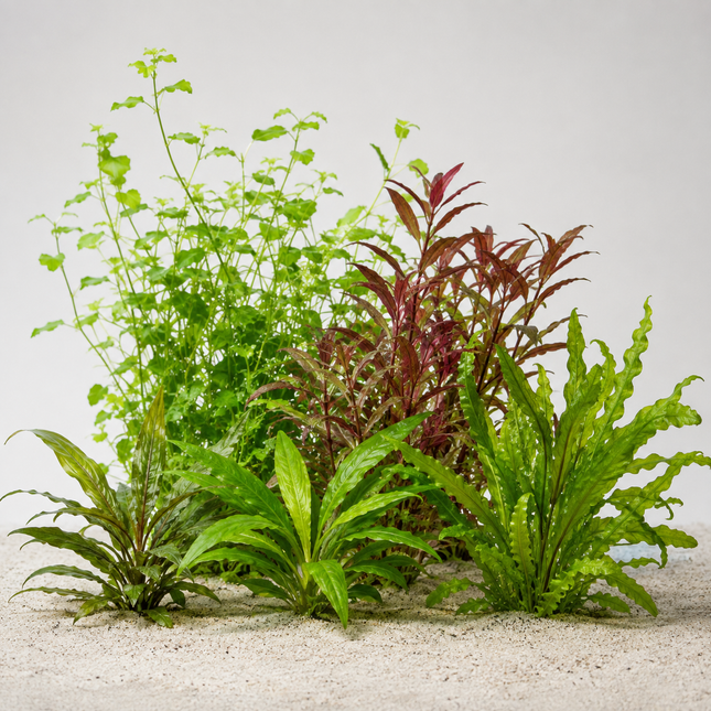 Rote Aquarienpflanzen Farbakzent-Set - 6 Töpfe