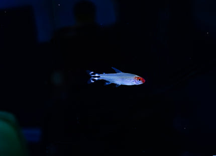 Rotkopfsalmler (Hemigrammus bleheri) DNZ