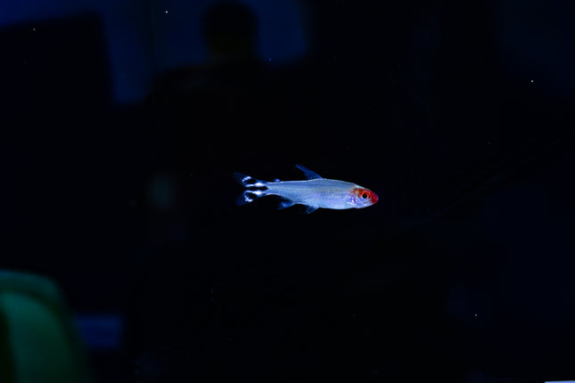 Rotkopfsalmler (Hemigrammus bleheri) DNZ