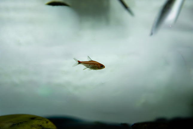 Erdbeersalmler (Axelrodia riesei)