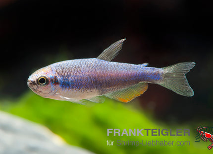 Inpaichthys kerri SUPER BLUE_9 FSWFT04439