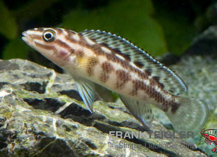 Marliers Schlankcichlide – Julidochromis marlieri