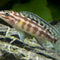 Marliers Schlankcichlide – Julidochromis marlieri