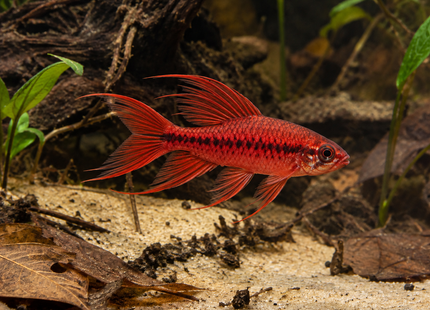 KI-generierte Illustration: Bitterlingsbarbe Super Red Longfin – kein echtes Tierfoto