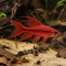 KI-generierte Illustration: Bitterlingsbarbe Super Red Longfin – kein echtes Tierfoto