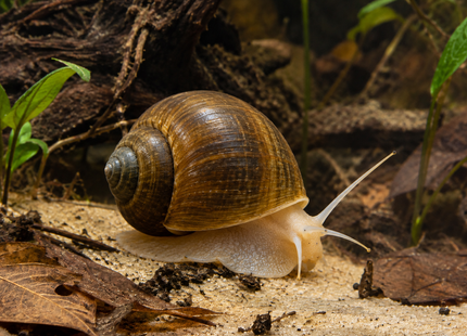 KI-generierte Illustration: Apfelschnecke Pila wernei – kein echtes Tierfoto