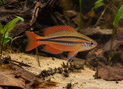 KI-generierte Illustration: Dreistreifen-Regenbogenfisch Red – kein echtes Tierfoto