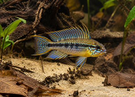 KI-generierte Illustration: Borellis Zwergbuntbarsch Opal – kein echtes Tierfoto