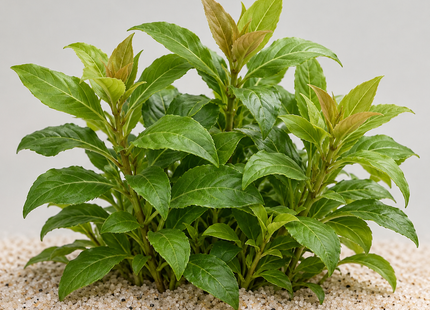 Hygrophila corymbosa „Kompakt“ - Topf