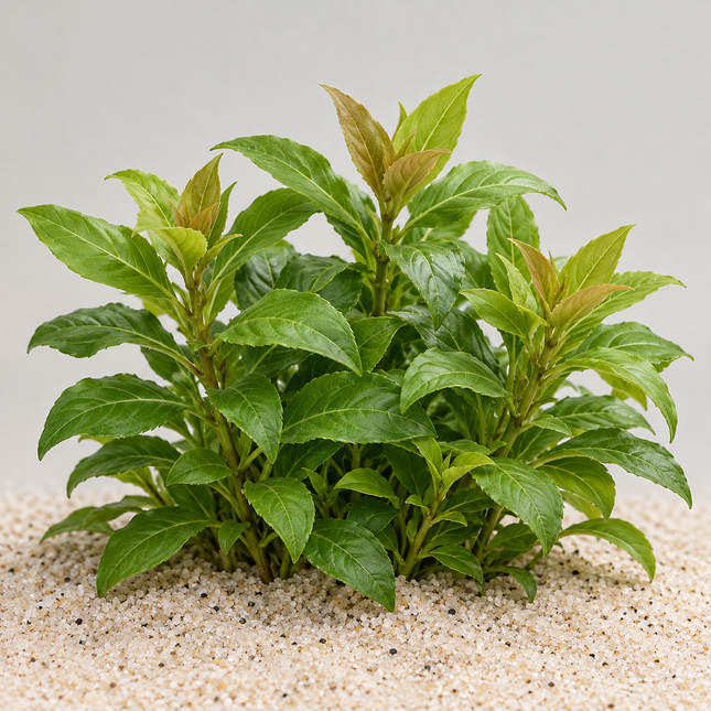 Hygrophila corymbosa „Kompakt“ - Topf