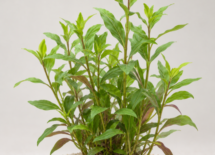 Lobelia cardinalis - Topf