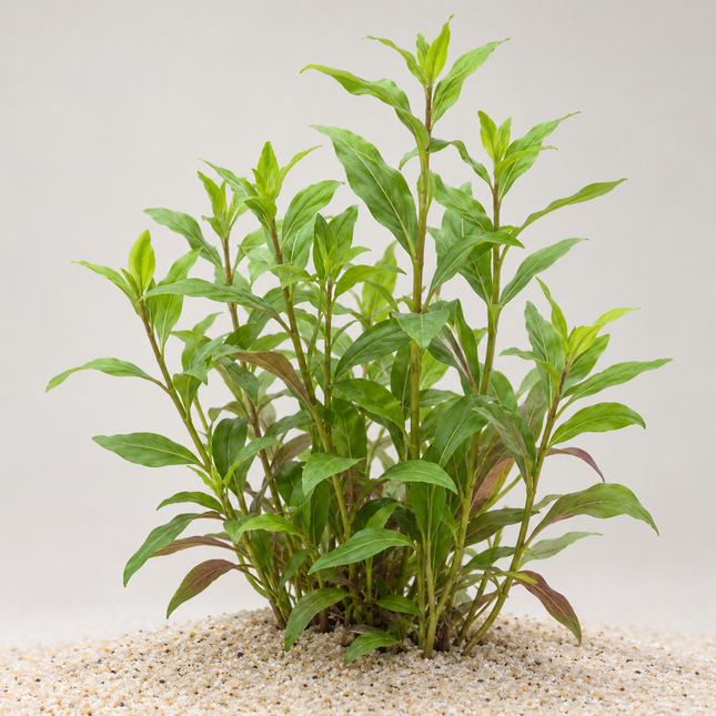 Lobelia cardinalis - Topf