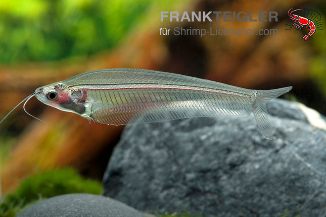 Kryptopterus bicirrhis – Indischer Glaswels – Auf Bestellung