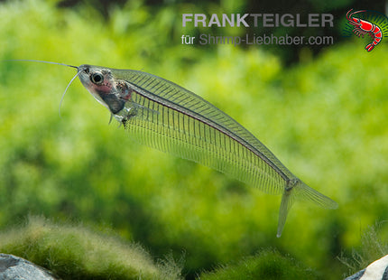 Kryptopterus bicirrhis – Indischer Glaswels – Auf Bestellung