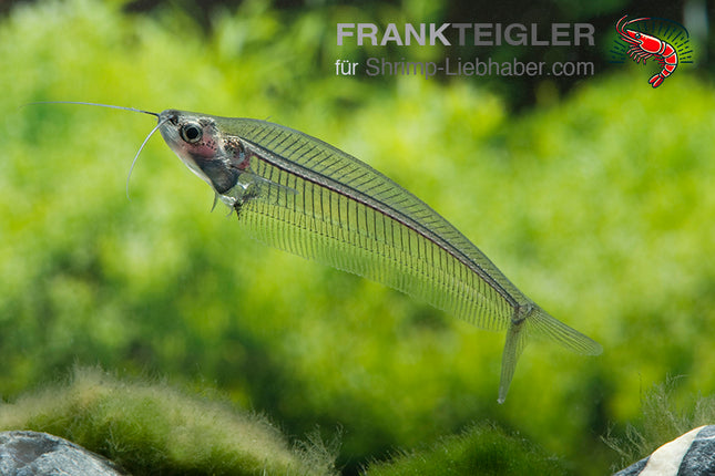 Kryptopterus bicirrhis – Indischer Glaswels – Auf Bestellung