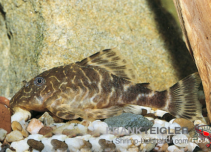 Zwergschilderwels L103 – Peckoltia pulcher