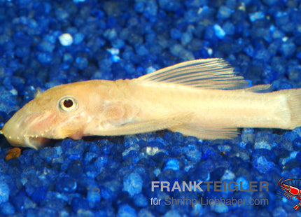 Ancistrus sp."Red eye" Lemon