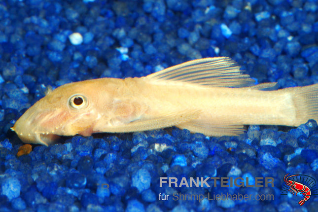 Ancistrus sp."Red eye" Lemon