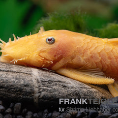 Collection image for: Ancistrus