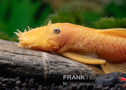 Ancistrus sp."Red eye" Lemon