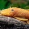 Ancistrus