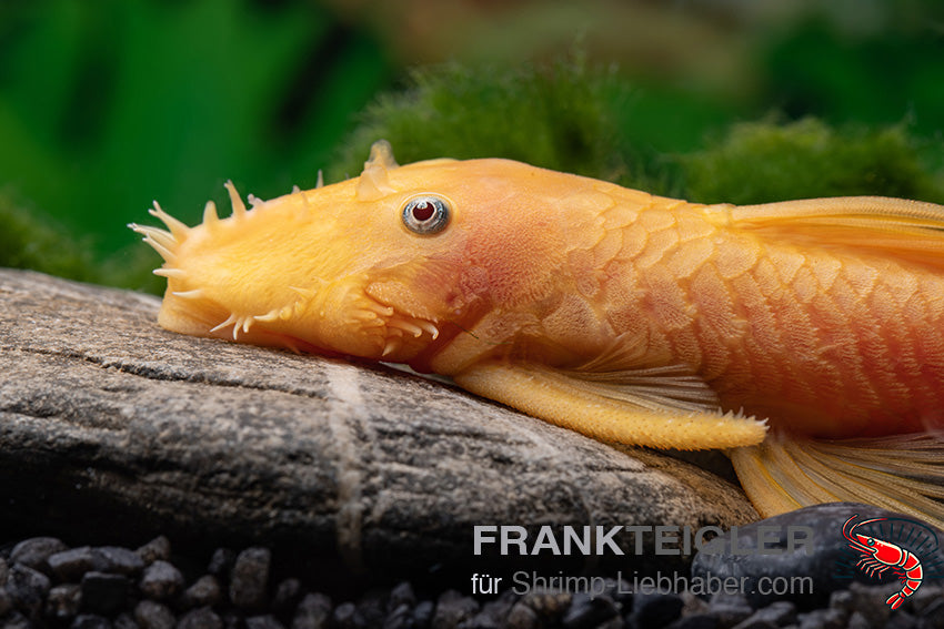 Ancistrus sp."Red eye" Lemon