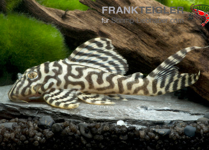 Königstiger Harnischwels – Hypancistrus spec. L333