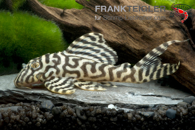 Königstiger Harnischwels – Hypancistrus spec. L333