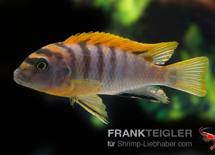 Hongi-Buntbarsch Red Top – Labidochromis hongi