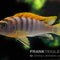 Hongi-Buntbarsch Red Top – Labidochromis hongi