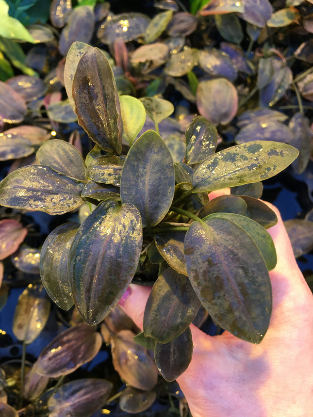 Lagenandra meeboldii "red" - Topf