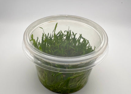 Lilaeopsis brasiliensis – In Vitro