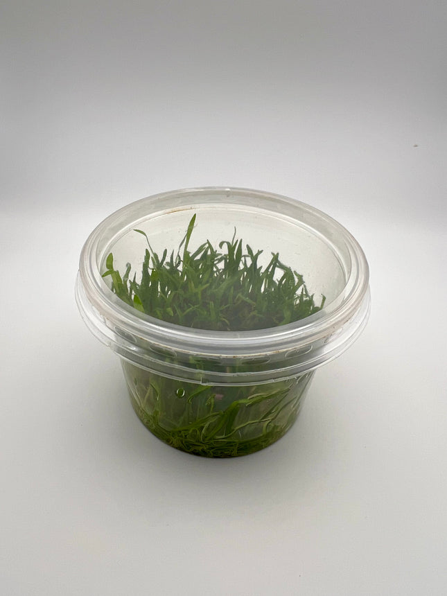 Lilaeopsis brasiliensis – In Vitro