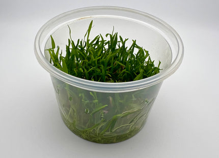 Lilaeopsis brasiliensis – In Vitro