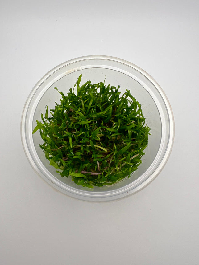 Lilaeopsis brasiliensis – In Vitro