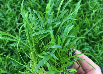 Lilaeopsis novae-zelandiae - Topf
