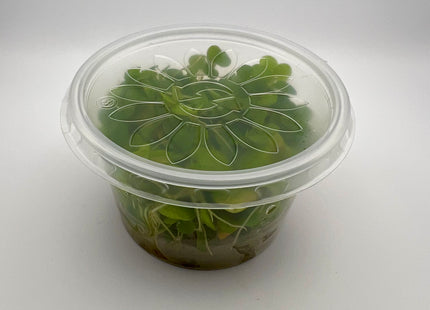 Limnobium laevigatum – In Vitro