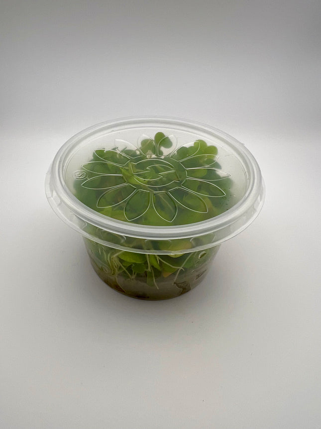Limnobium laevigatum – In Vitro