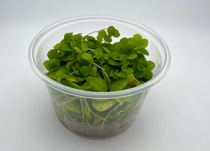 Limnobium laevigatum – In Vitro